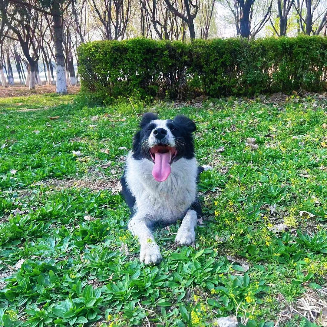 emo是个🐶
