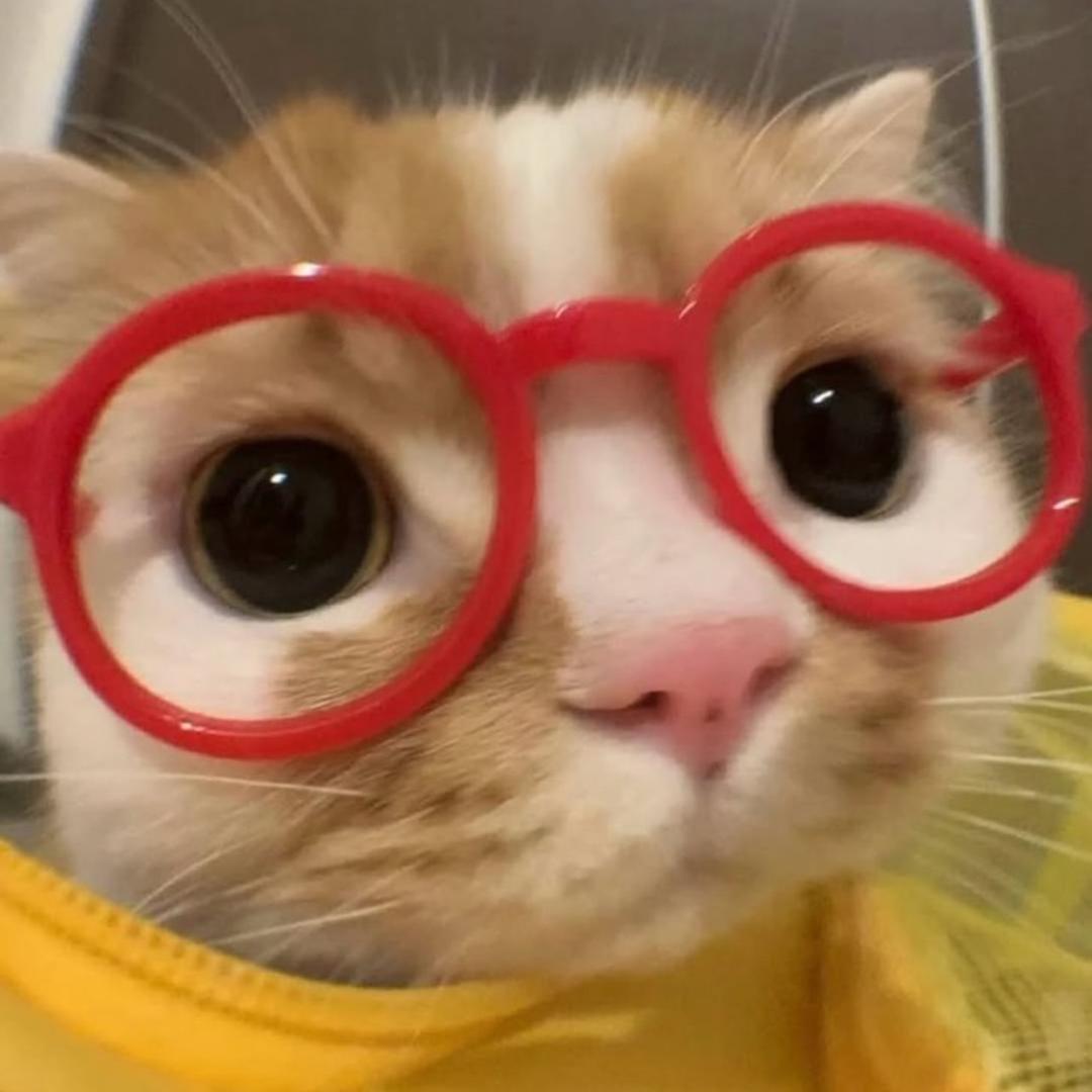 红色眼镜的猫