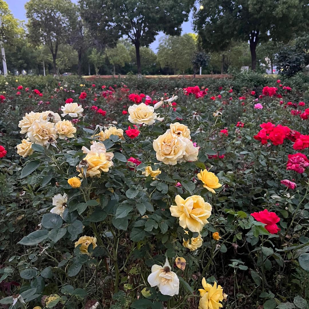 优选种子铺