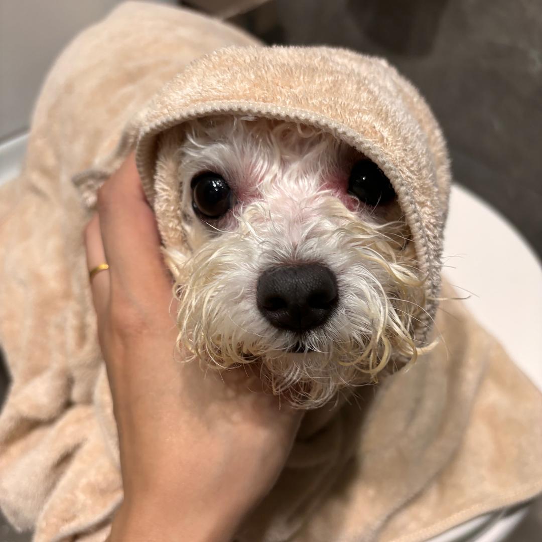 卷毛小比熊日记