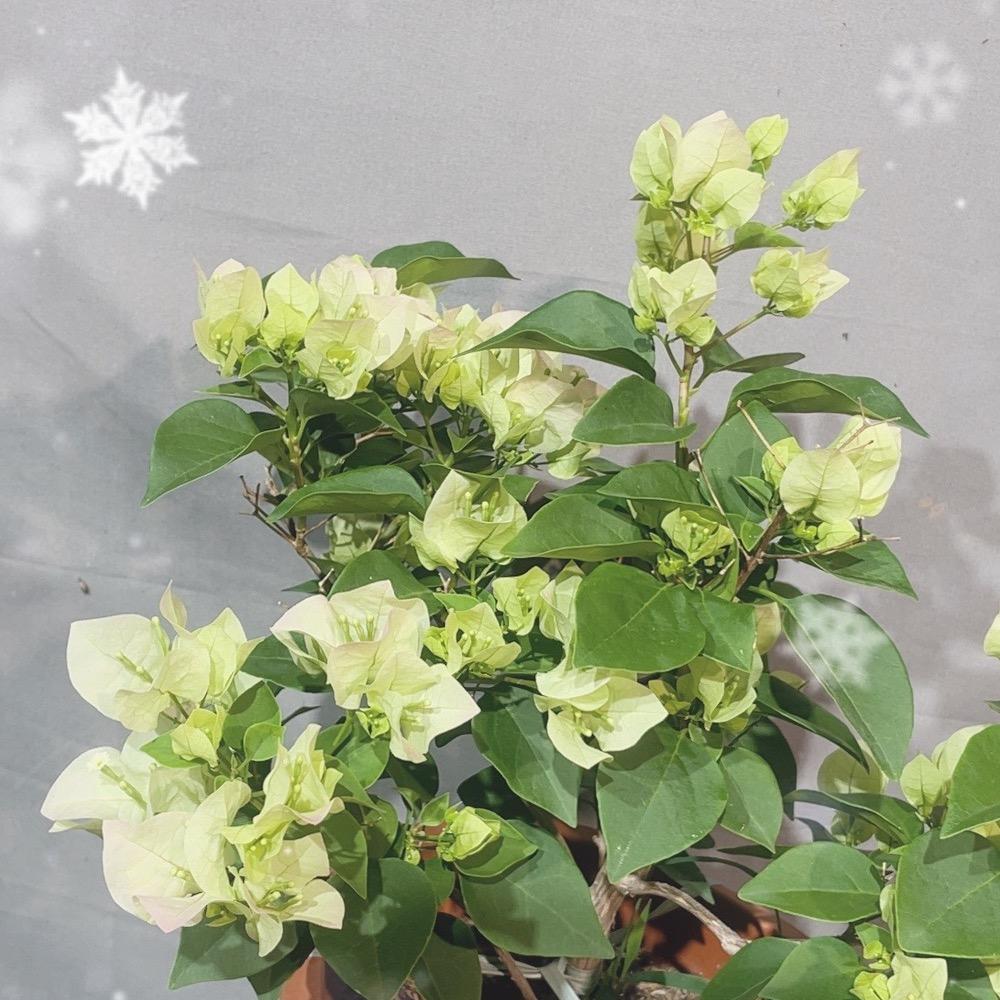 颜小姐的花铺
