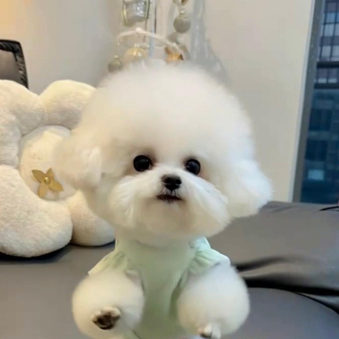 晴姐家的进宝
