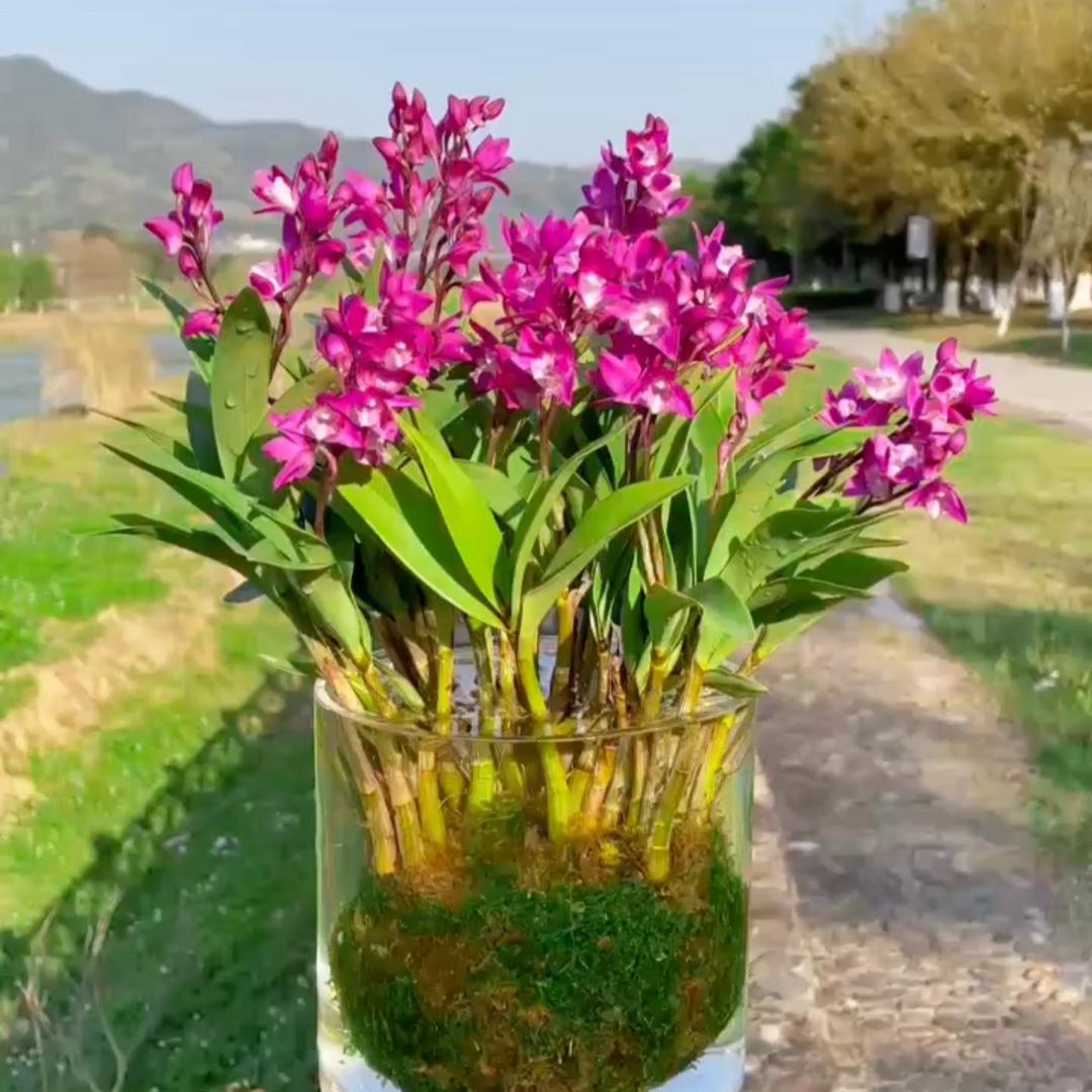 牛牛花草绿植优选