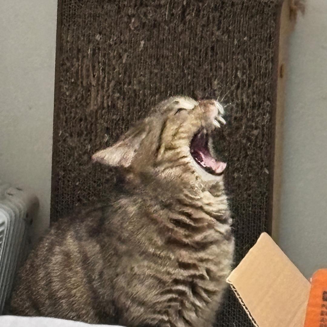 喵有财