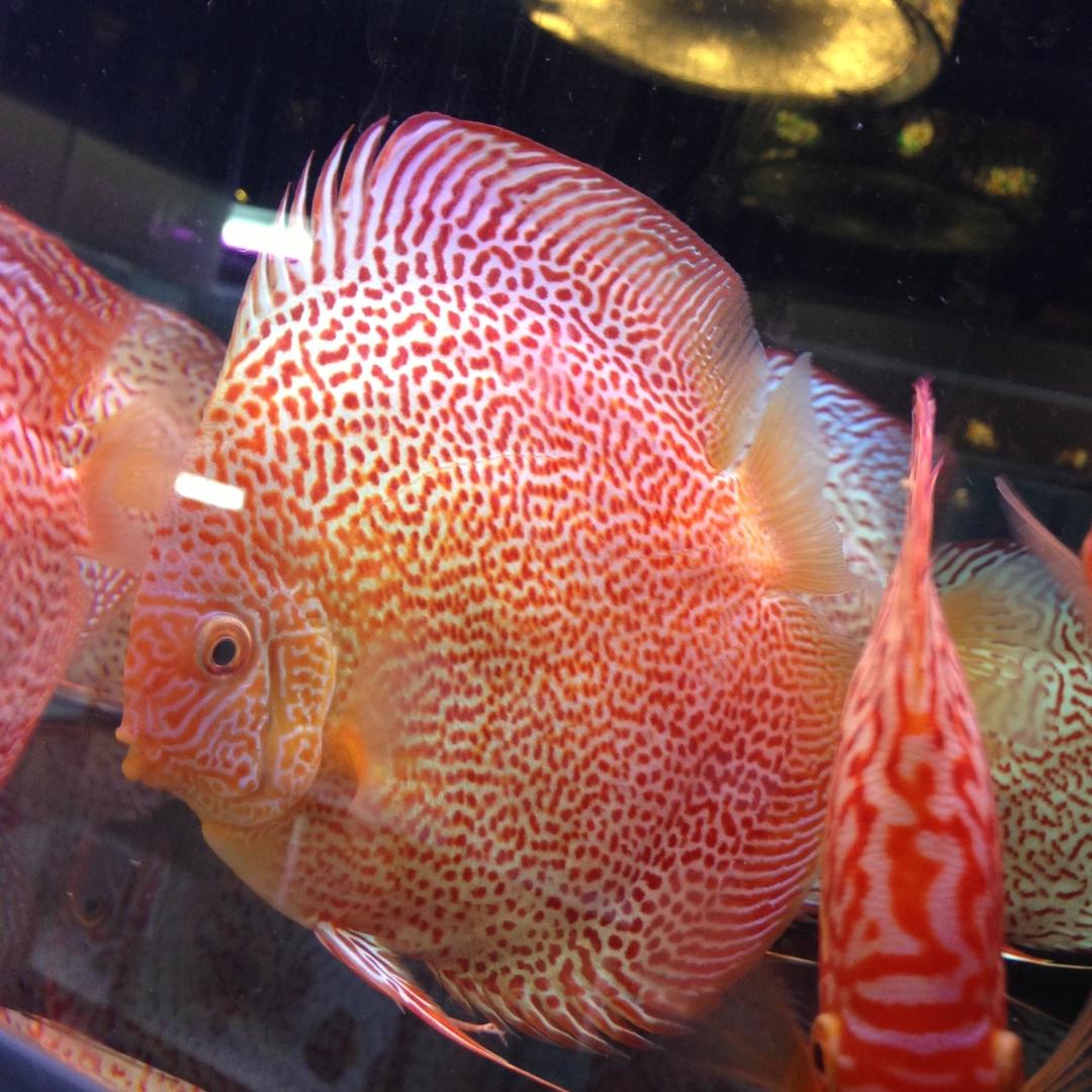 嘉嘉七彩神仙鱼