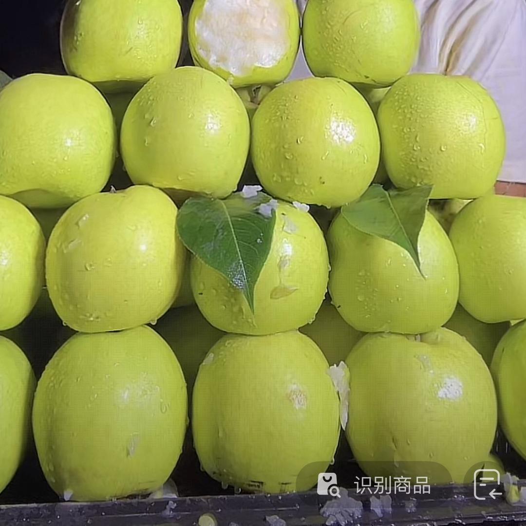 砀山青皮梨降价了