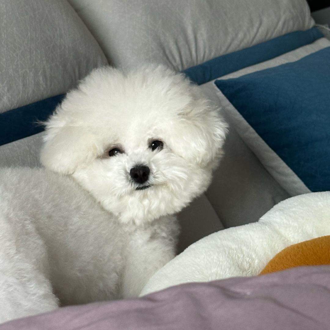 丢丢不听话🐶