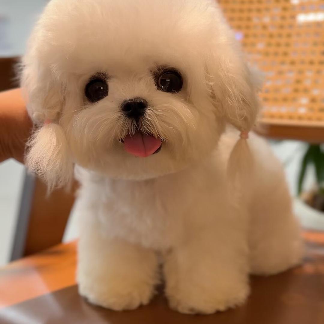 犬心犬意韩系比熊