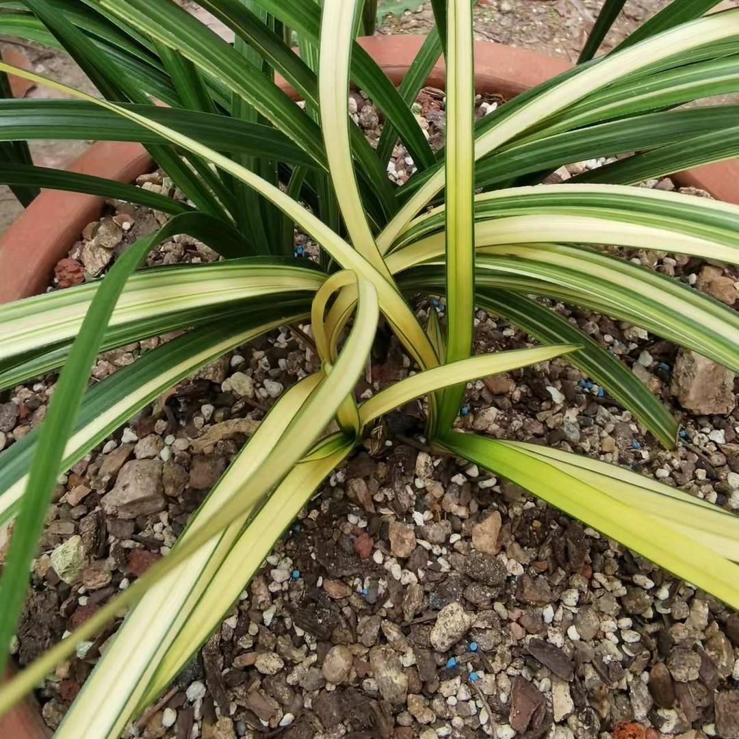 惠丰艺草（米粒）