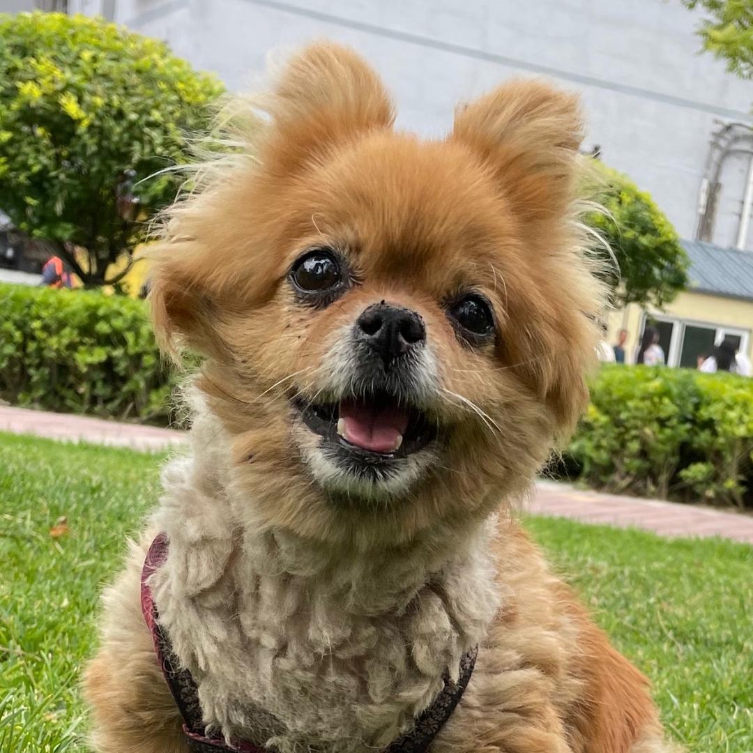 rose肉丝是个小可爱