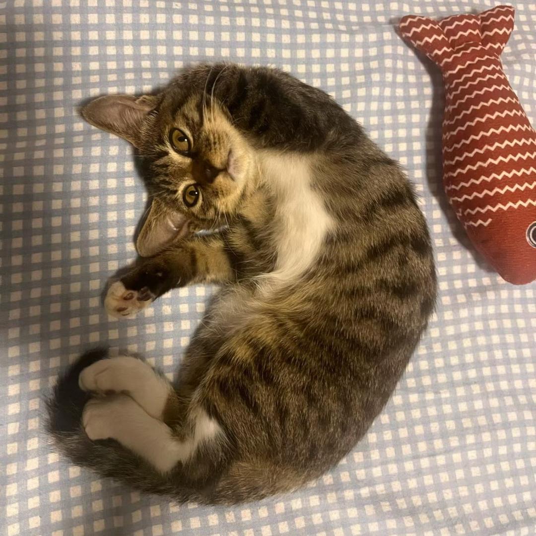 懒猫果果