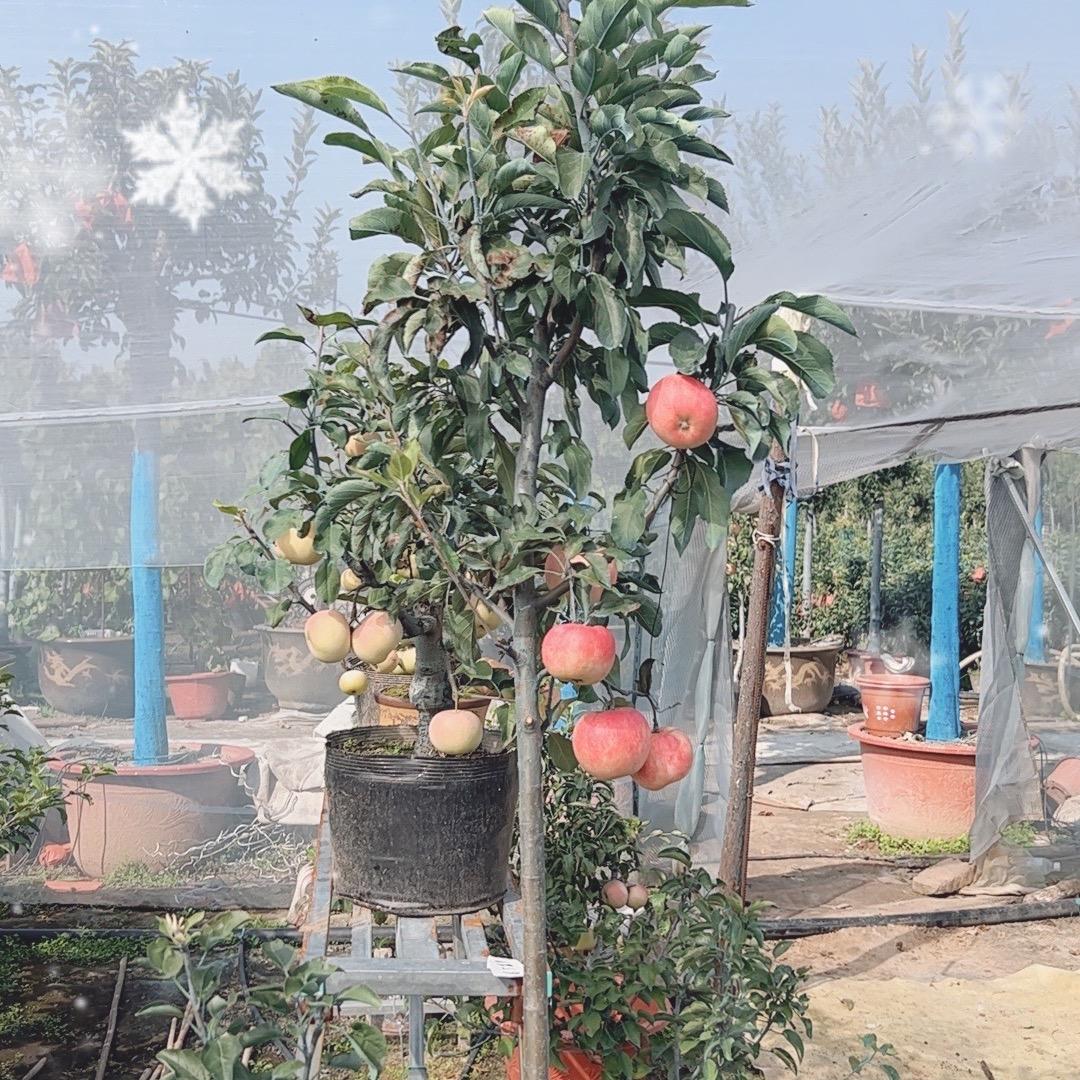 天成苹果盆景