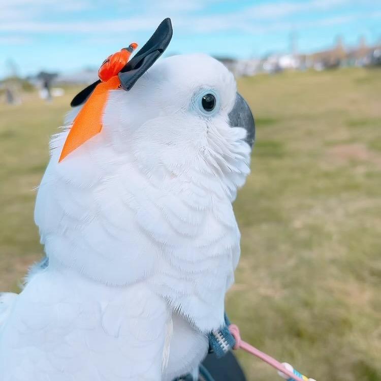 王老板鹦鹉