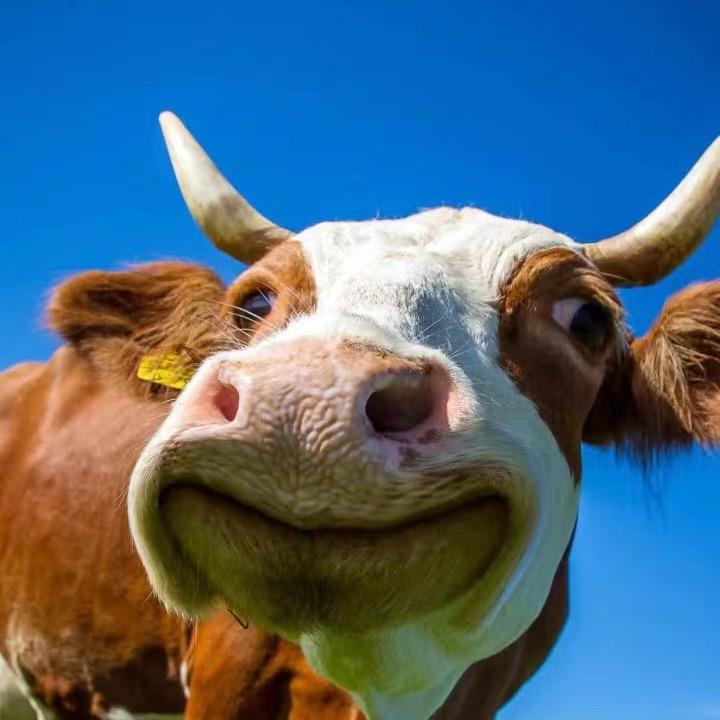 牛羊肉批发清真
