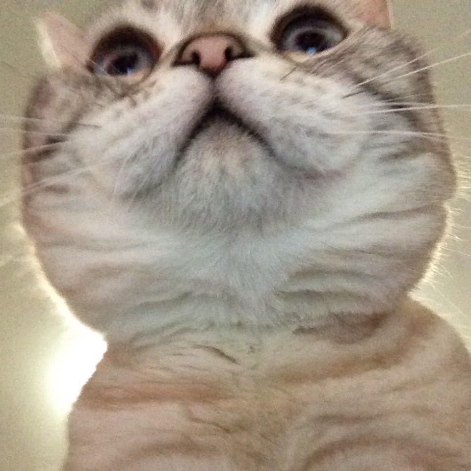 低调欧巴
