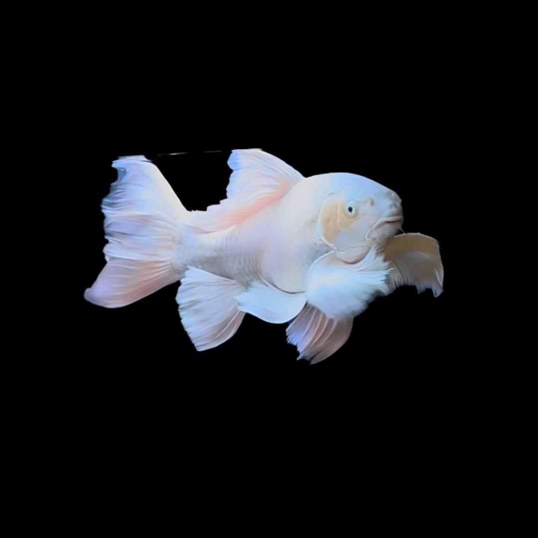 浩哥爱养鱼❤️