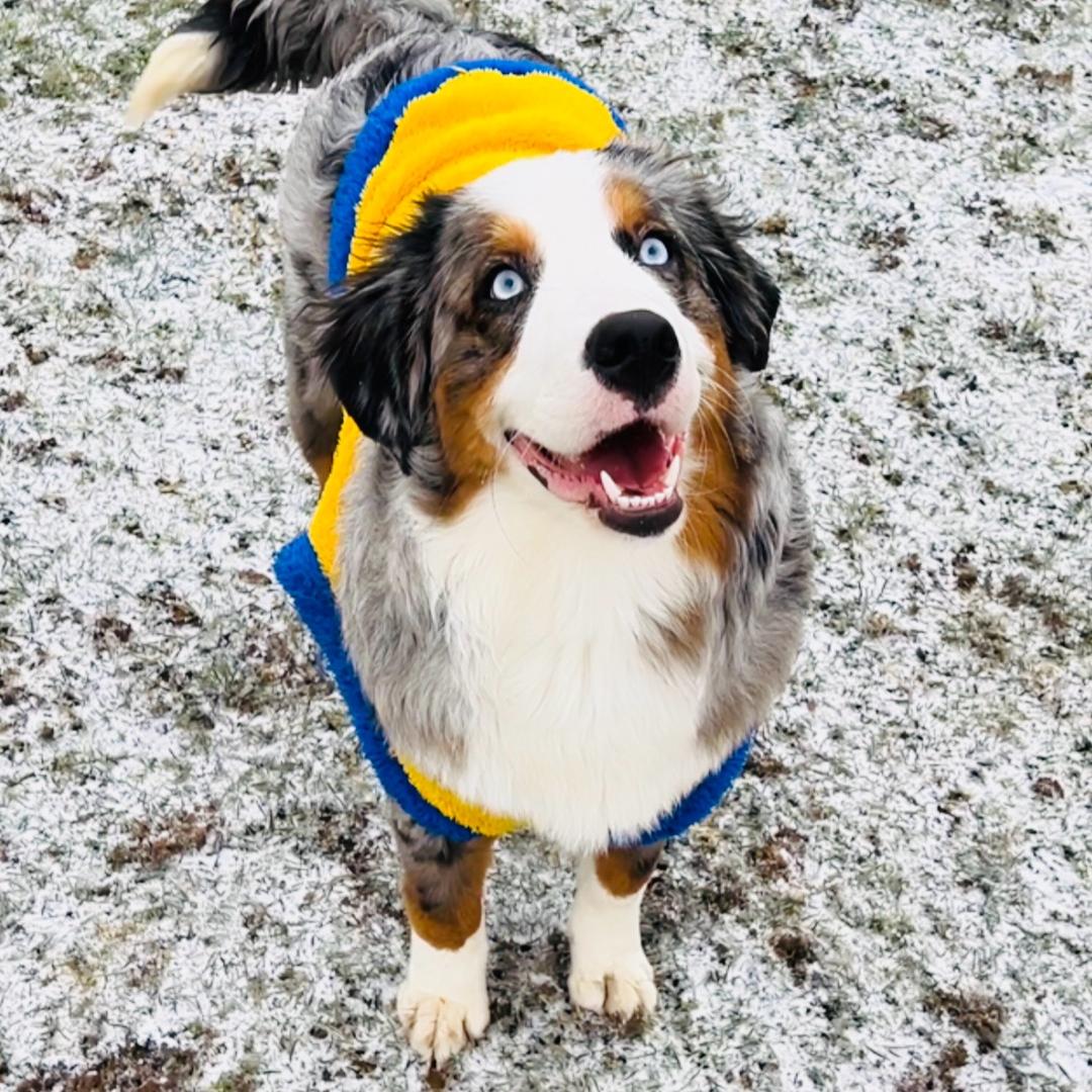 澳牧+陨石边牧家庭繁育