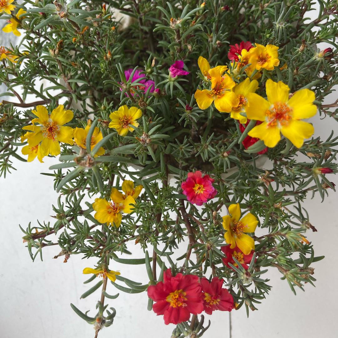 ꧁༺往事只能回味༻꧂