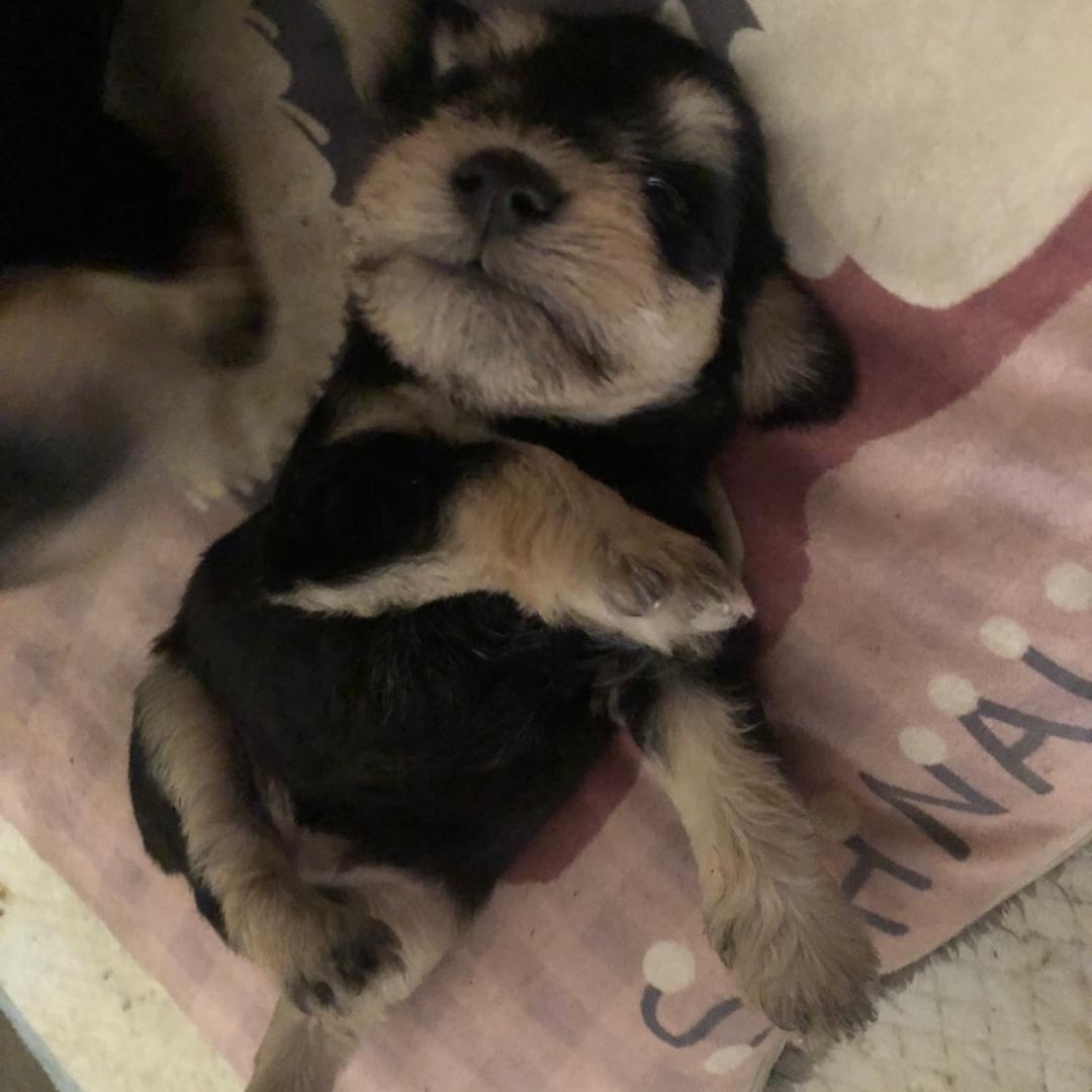 老李和她的狗🐶