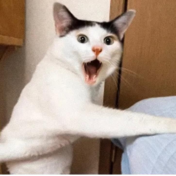 喵一笑