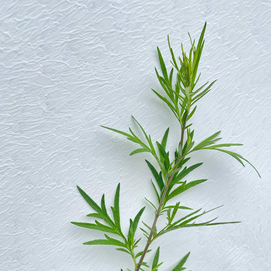 艾上本草