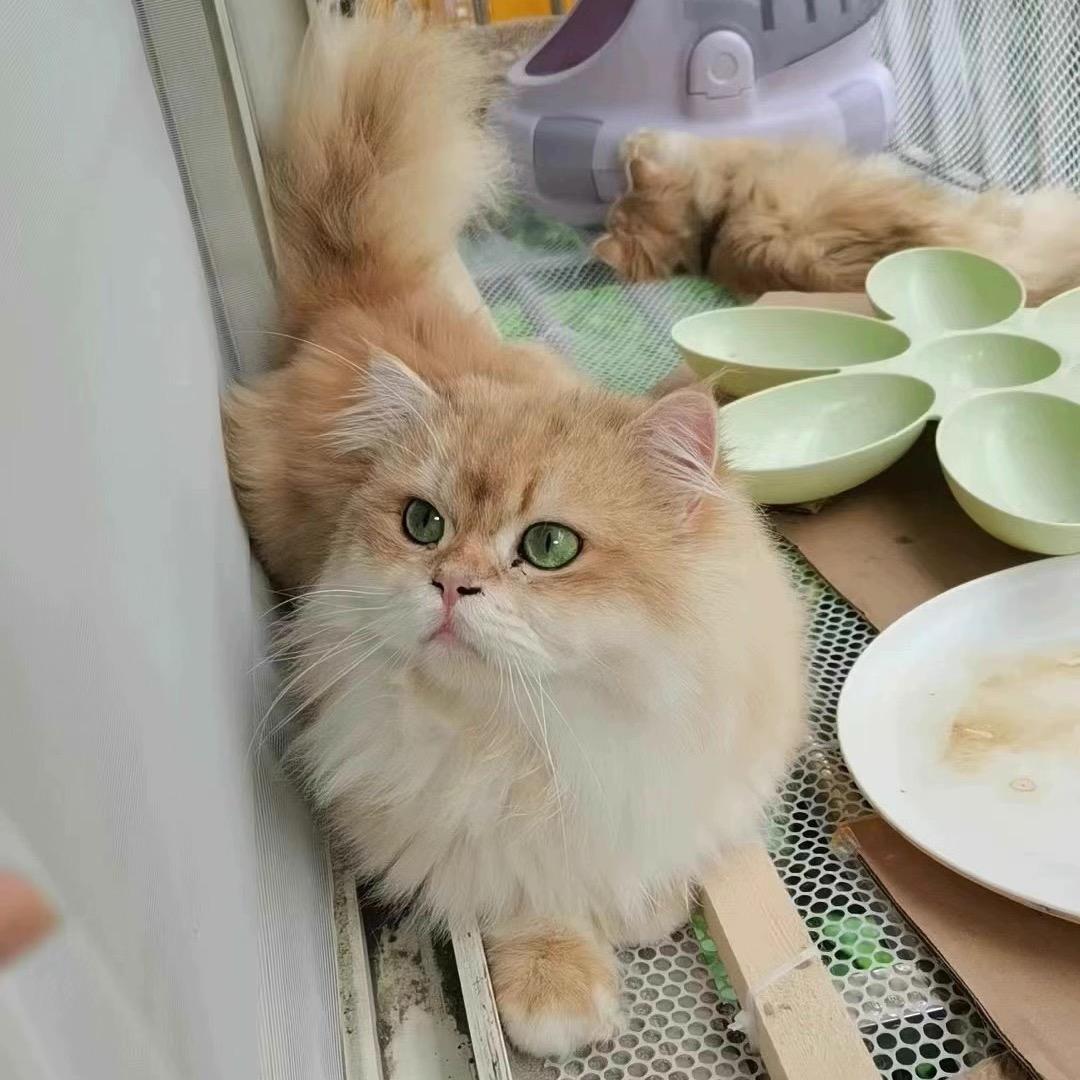 🍀小龙女猫咪2号