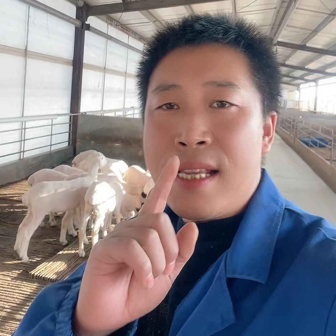 大勇养羊