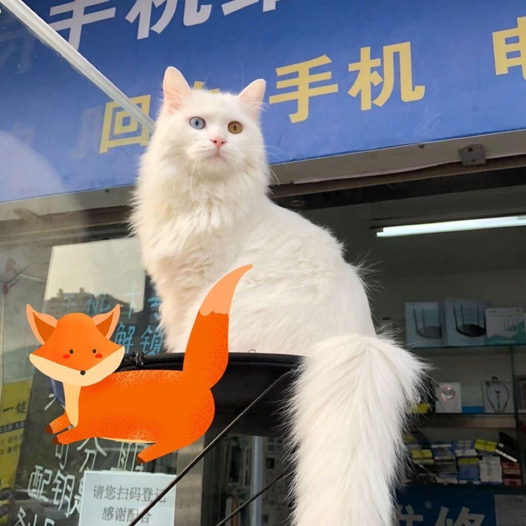 路遇手机店