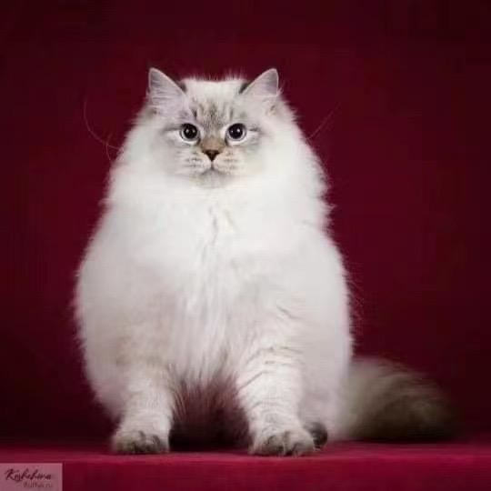 高端西伯利亚森林猫猫舍