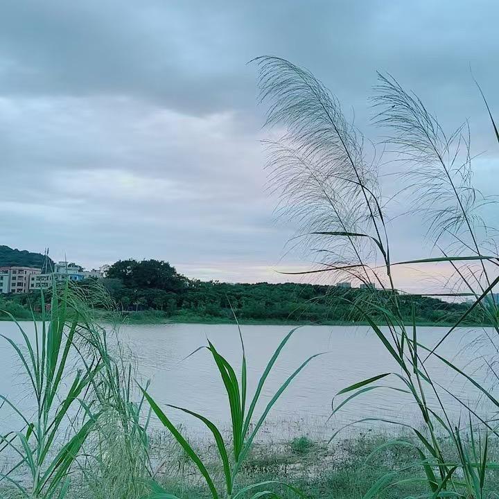 芳