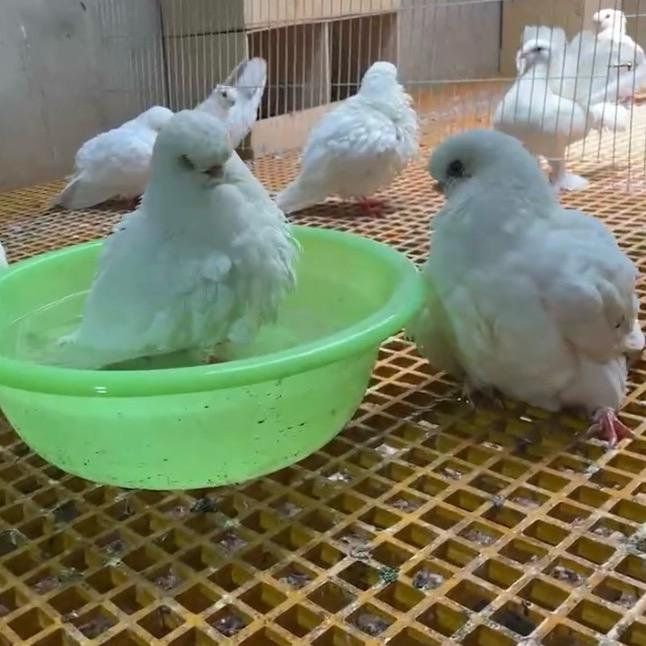 寿星鸽苑
