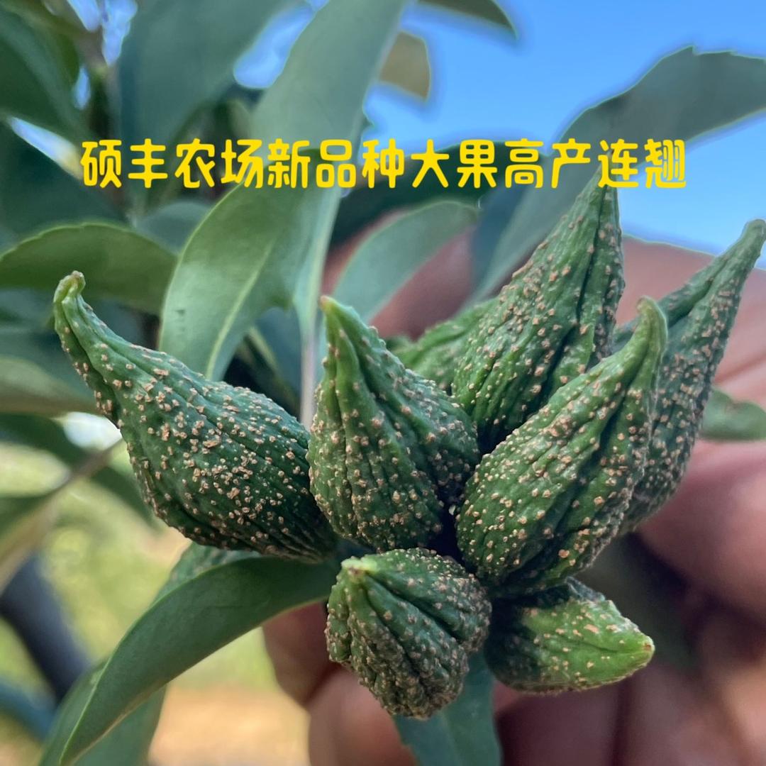 连翘酸枣山茱萸苗木种植基地