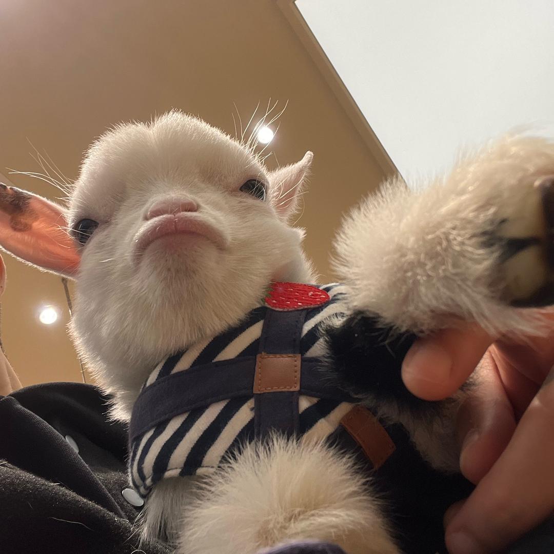 奶牛不是牛
