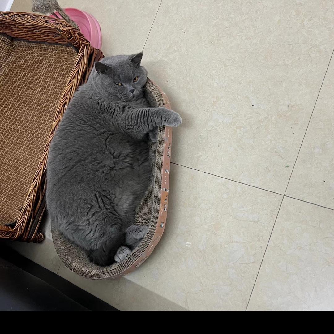 跑外卖养流浪猫的大腿哥