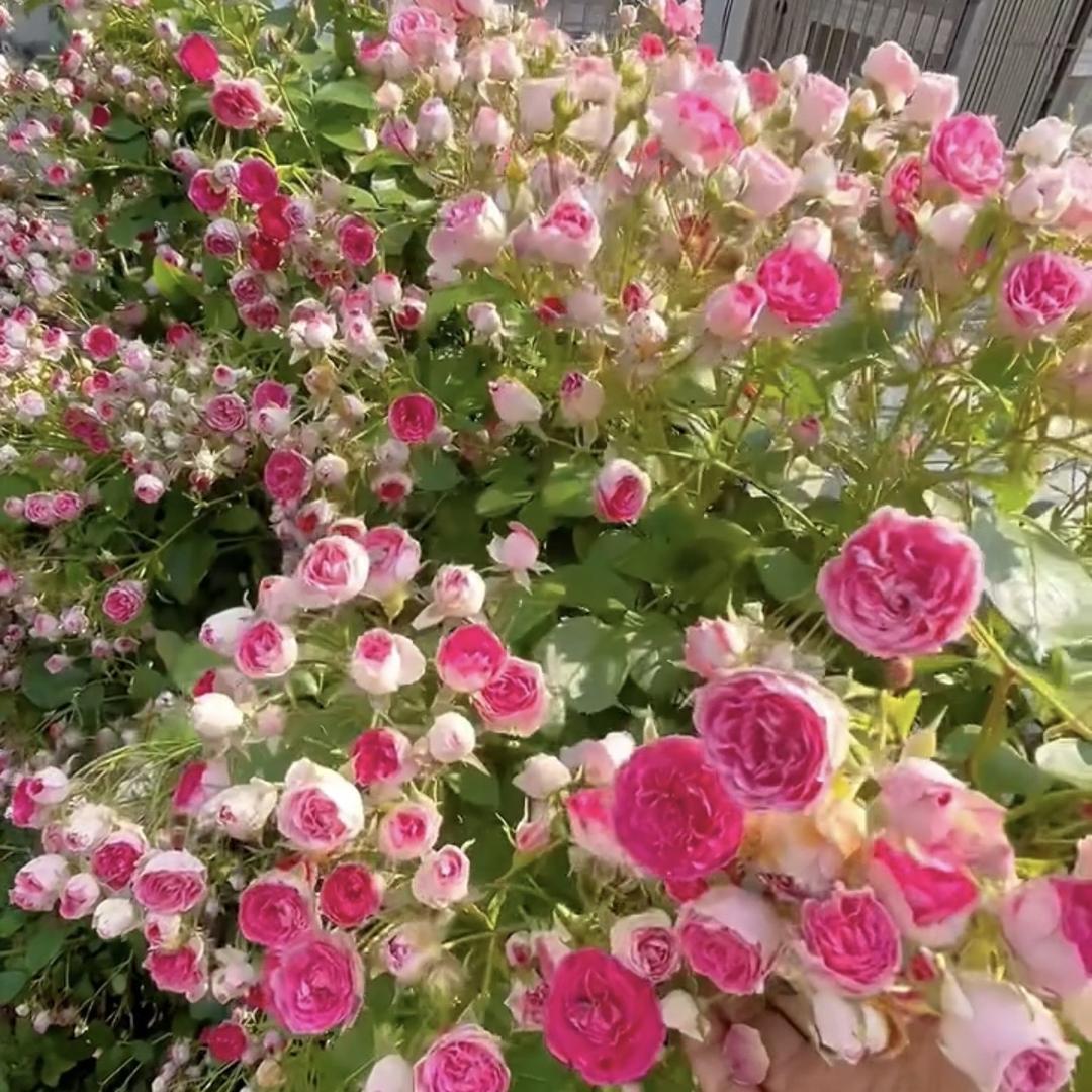 源绿花草园艺