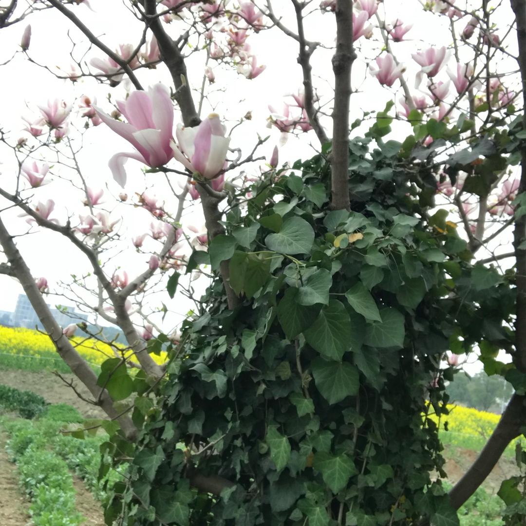麦米多