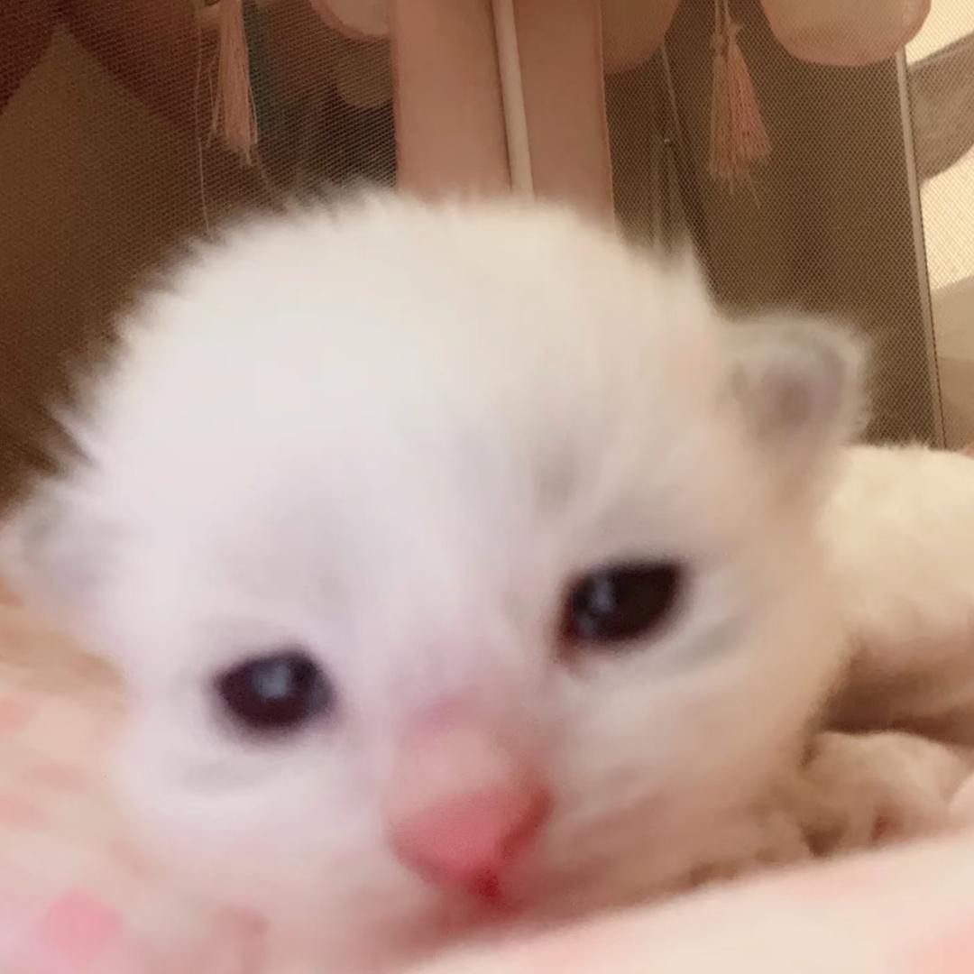 小米豆米
