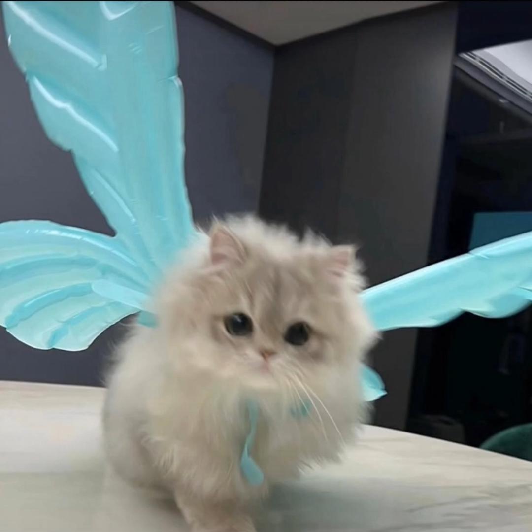 小陈baby