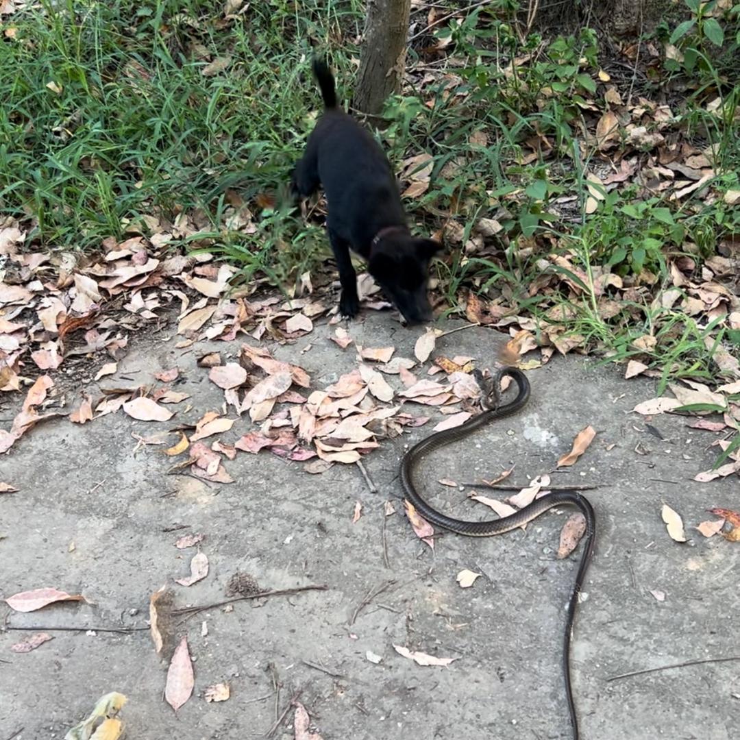 猎犬虫，王