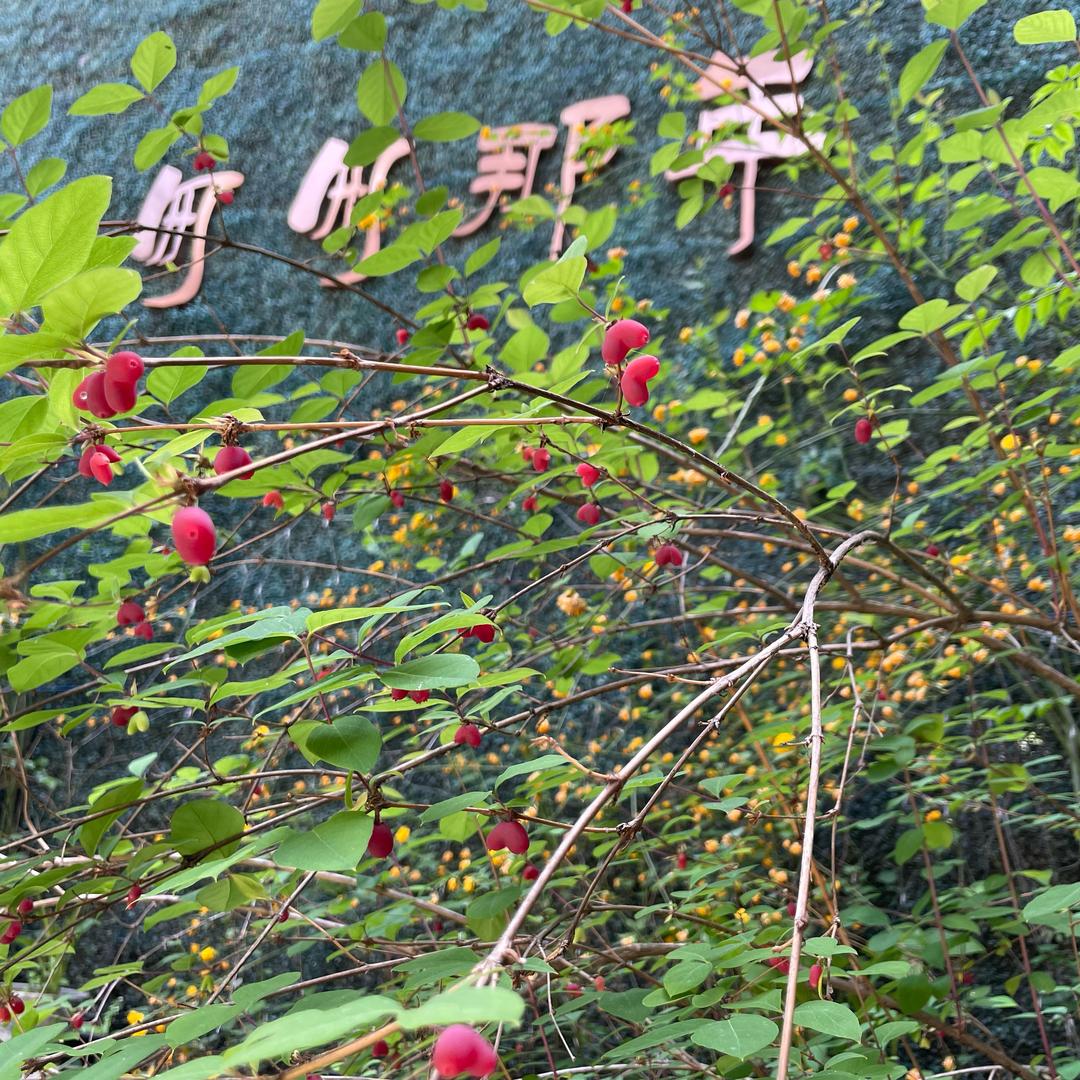 匆匆那年回忆客栈