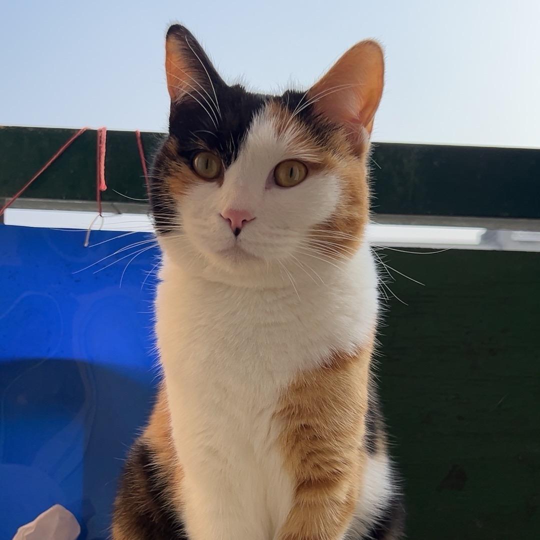 @欢欢是只猫