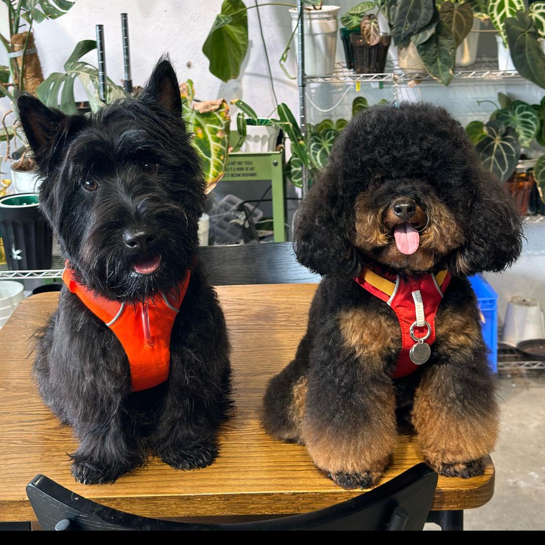 天天毛茸星球（穿越亚宠打工版