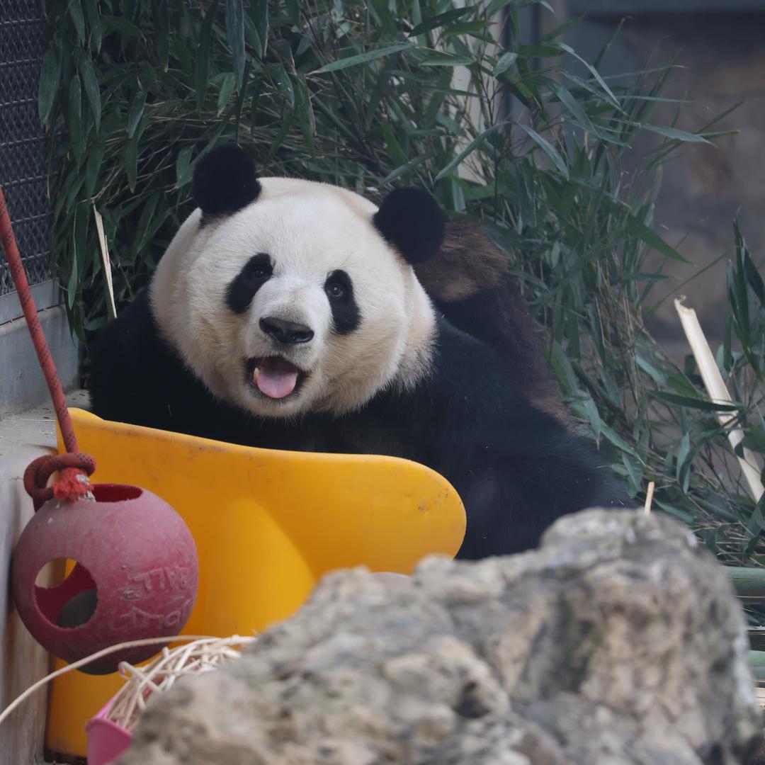 萌兰好宝宝🌸࿐的美图库