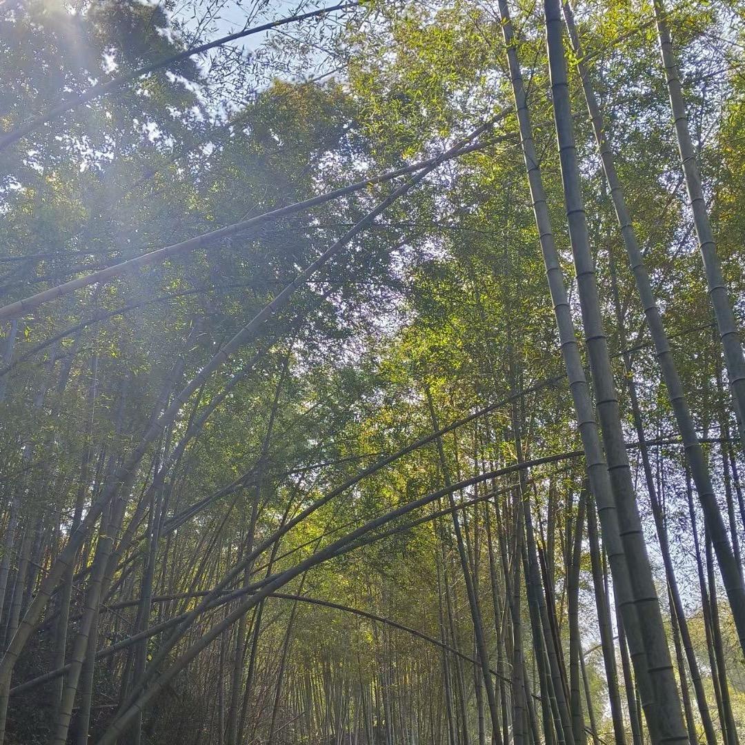 捌酒与食