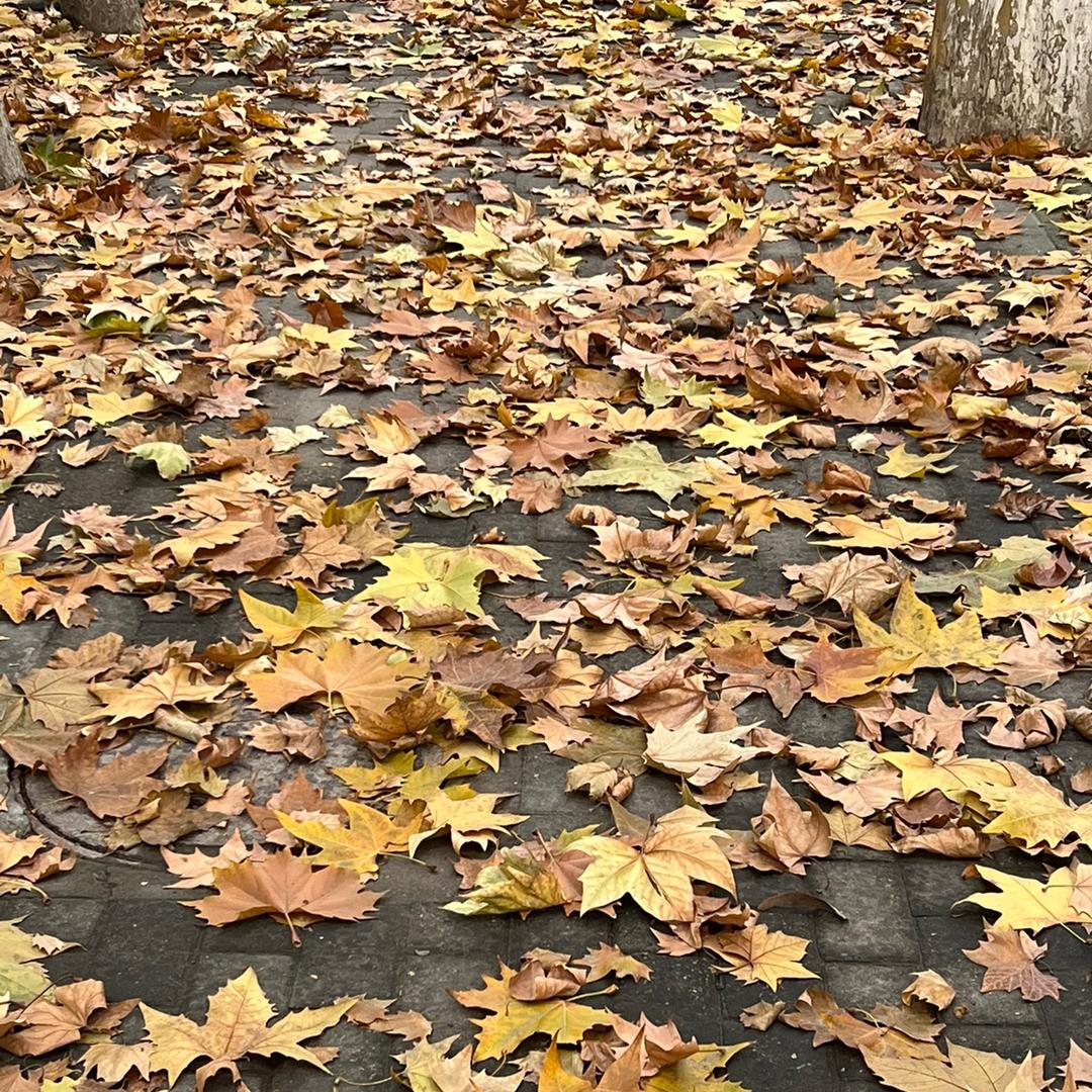 深深的秋