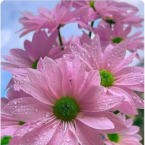 花开如梦🦋