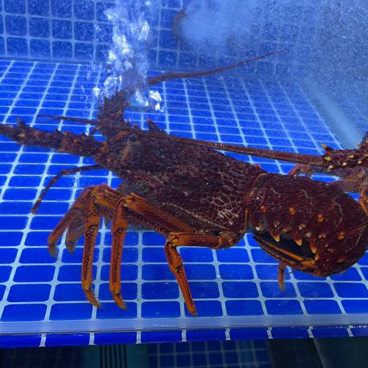 小龙水产—琪琪