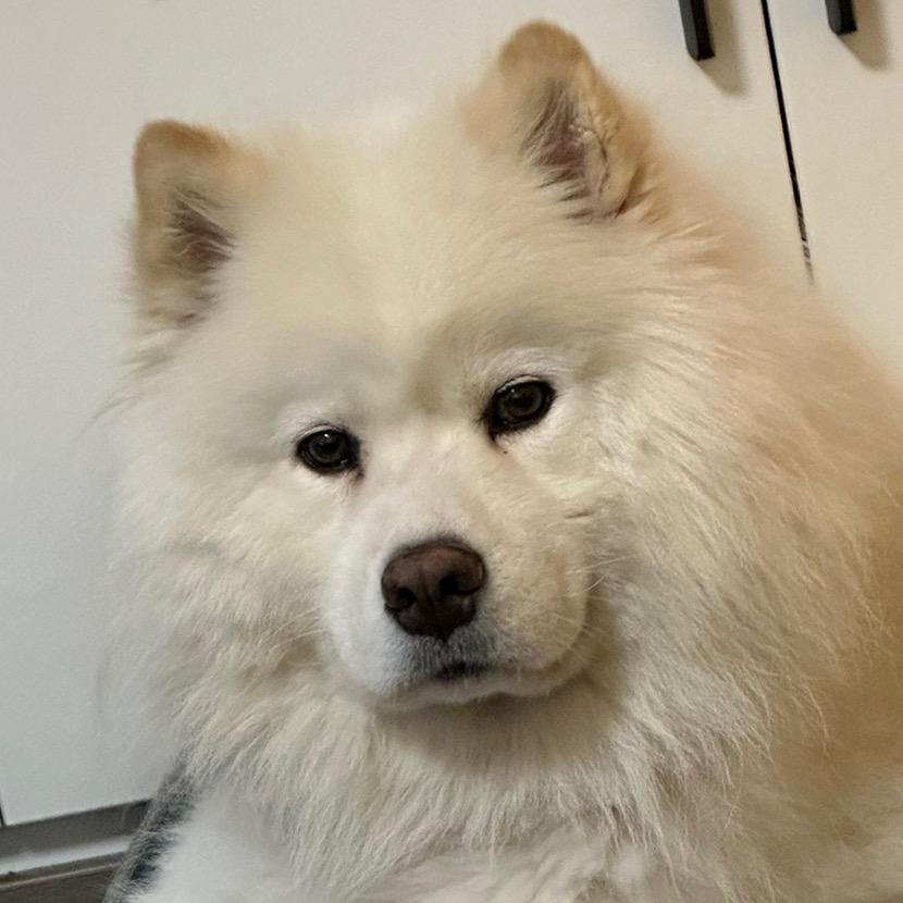 狗腿子