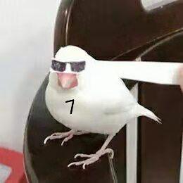 7鸽_