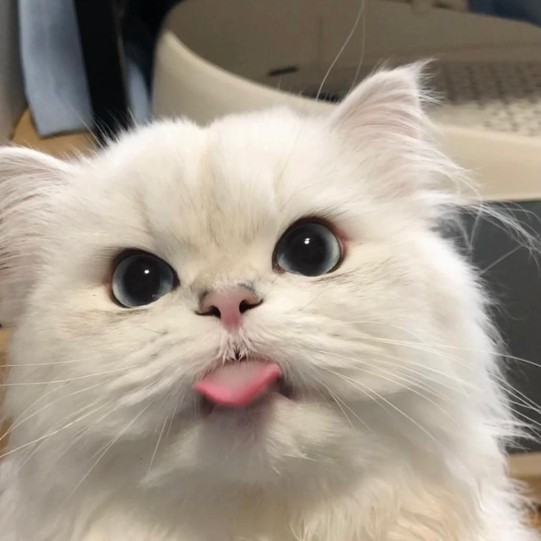 谁都骂不过呜呜